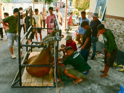 Masjid Al Ikhlas Prima Griya Sembelih Delapan Sapi Kurban, 240 Kupon Dibagikan