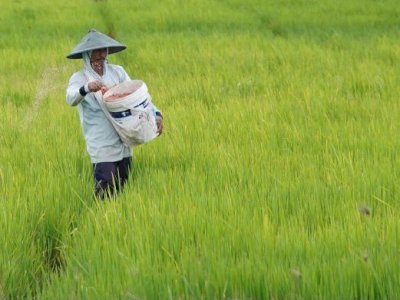 NTP Mei 2026 Naik Jadi 127,73, Mentan Amran Sebut Pendapatan Petani Tumbuh Lebih Cepat dari Biaya Produksi