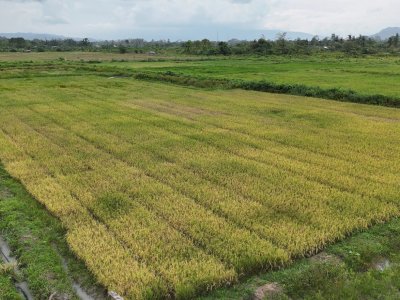 Tak Ada Perampasan Lahan, Masyarakat Papua Dukung Cetak Sawah
