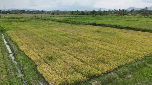 Tak Ada Perampasan Lahan, Masyarakat Papua Dukung Cetak Sawah