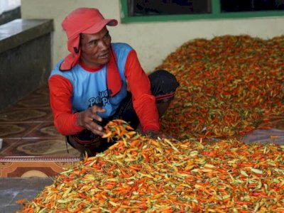 Stabilkan Harga Cabai, Kementan Gandeng Champion Perkuat Distribusi
