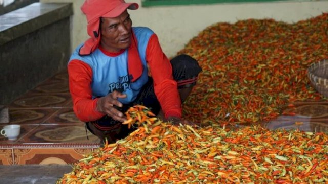 Stabilkan Harga Cabai, Kementan Gandeng Champion Perkuat Distribusi
