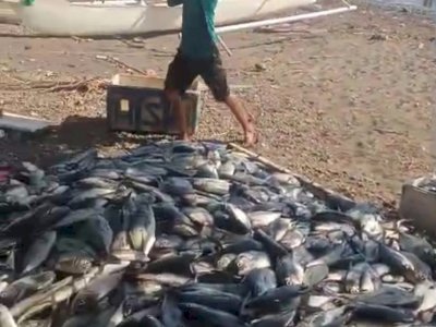 Program Apartemen Ikan Gubernur Andi Sudirman Hasilkan Tangkapan Senilai Rp200 Juta di Barru