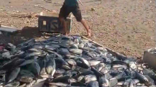 Program Apartemen Ikan Gubernur Andi Sudirman Hasilkan Tangkapan Senilai Rp200 Juta di Barru